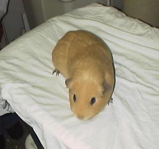 Do guinea pigs like peanut clearance butter